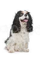 Cavalier King Charles Spaniel