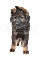 Shepherd puppy