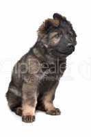 Shepherd puppy