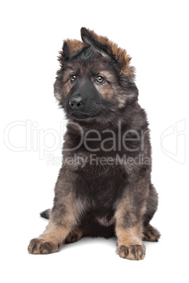 Shepherd puppy