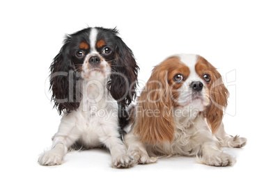two Cavalier King Charles Spaniel dogs