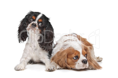 two Cavalier King Charles Spaniel dogs