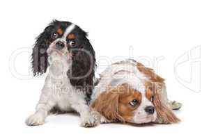 two Cavalier King Charles Spaniel dogs