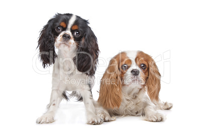 two Cavalier King Charles Spaniel dogs