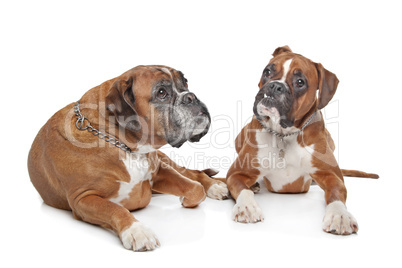 Two plain fawn Boxer dogs