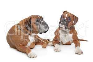 Two plain fawn Boxer dogs