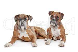 Two plain fawn Boxer dogs