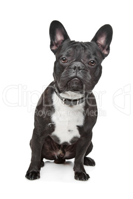 Black and White French Bulldog