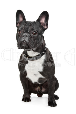 Black and White French Bulldog