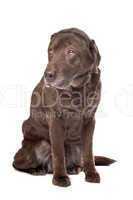 Old sad chocolate Labrador