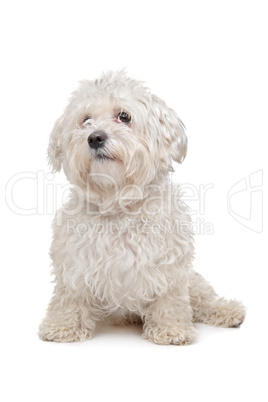 Maltese dog