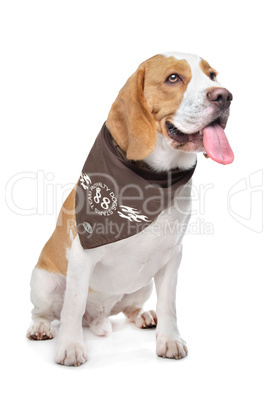 Beagle