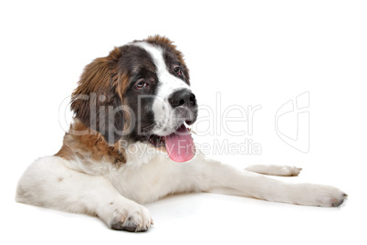 St Bernard puppy