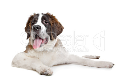 St Bernard puppy