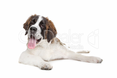 St Bernard puppy