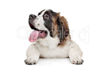 St Bernard puppy