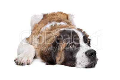 St Bernard puppy