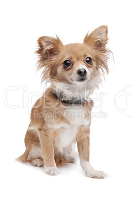 mixed breed Chihuahua