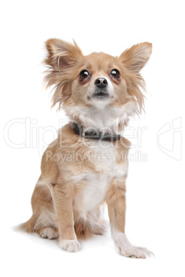 mixed breed Chihuahua