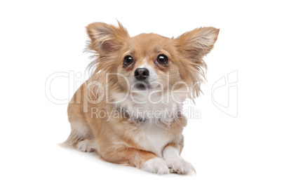 mixed breed Chihuahua