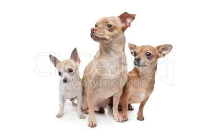 three chihuahua dogs