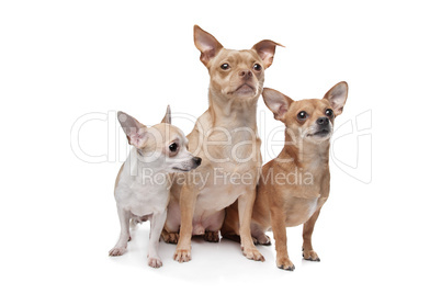 three chihuahua dogs