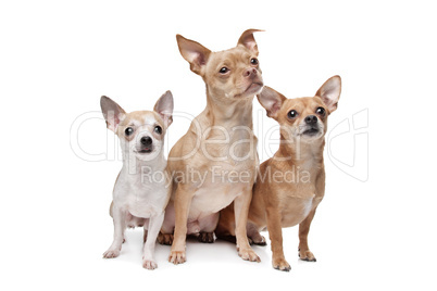 three chihuahua dogs