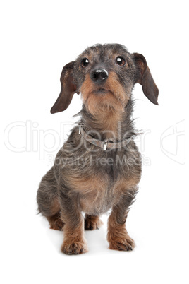 Wire-haired dachshund