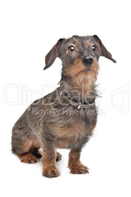 Wire-haired dachshund