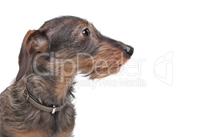 Wire-haired dachshund