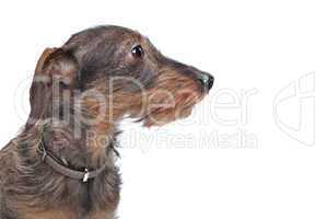 Wire-haired dachshund