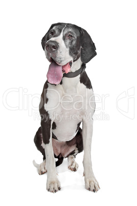 great dane