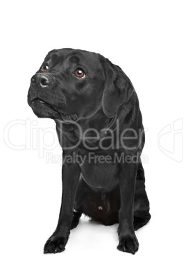 Black Labrador