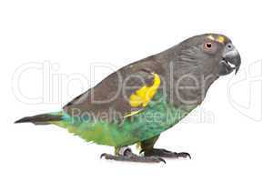 Meyer Parrot