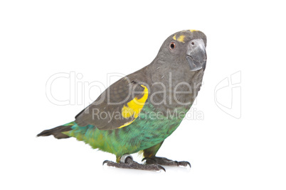 Meyer Parrot