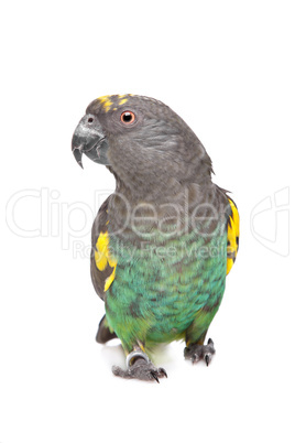 Meyer Parrot