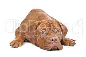 Dogue de Bordeaux