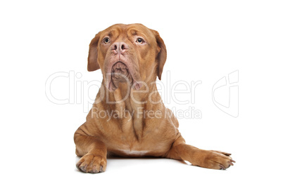 Dogue de Bordeaux