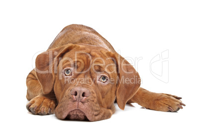 Dogue de Bordeaux