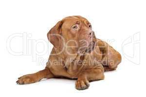 Dogue de Bordeaux