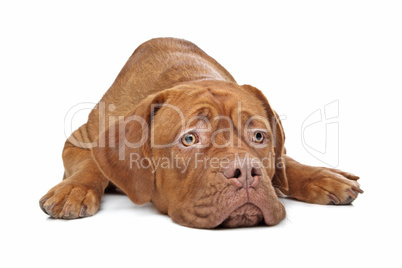 Dogue de Bordeaux