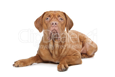 Dogue de Bordeaux