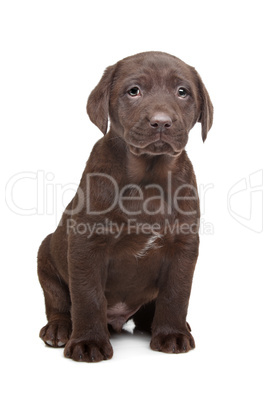 Chocolate Labrador puppy