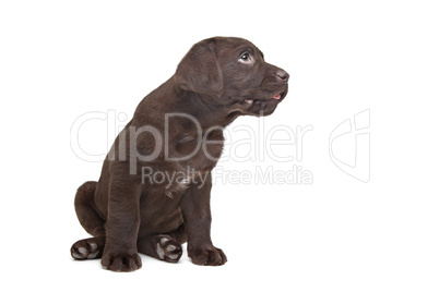 Chocolate Labrador puppy