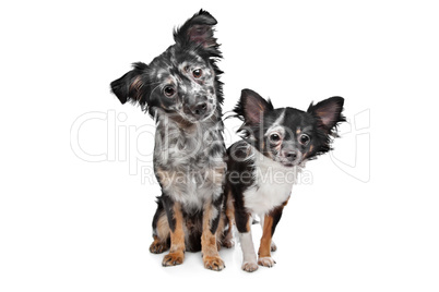 Two Chihuahua dogs