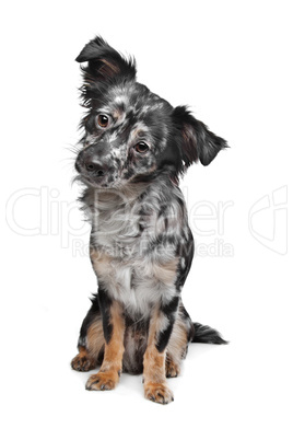 Long haired chihuahua