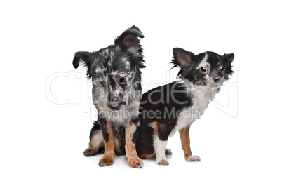 Two Chihuahua dogs