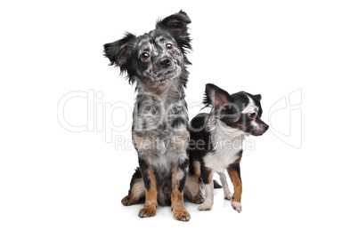 Two Chihuahua dogs