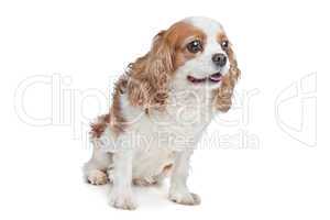 Cavalier King Charles Spaniel