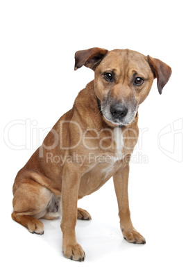 mixed breed dog